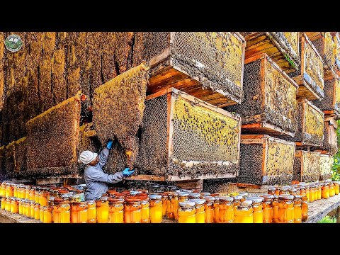 Biggest Bee Farm Harvest Million Liters Of Honey In America This Way | Agriculture Technology