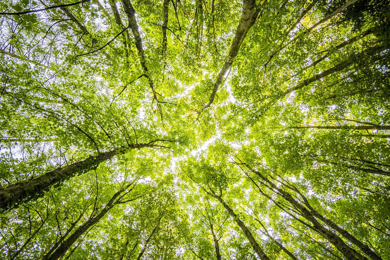 Looking up through the dense green canopy in a vibrant forest, showcasing nature's beauty.
